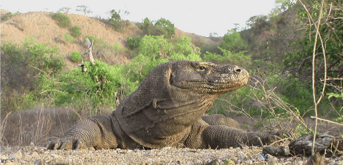 Komodo Wonders